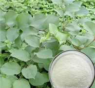 เรสเวอราทรอล